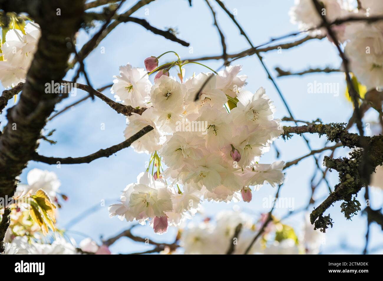 Ornamental Cherry Tree blossom. Stock Photo
