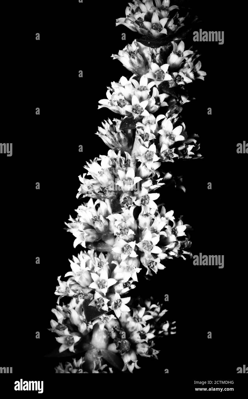 High contrast Black and white macro photography texture backgrounds