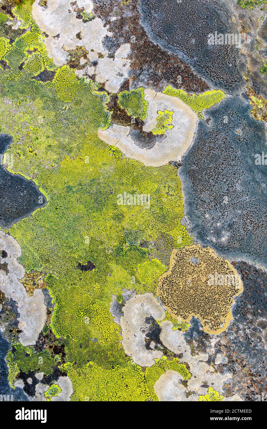 Colorful Map lichen on a rock as a abstract pattern Stock Photo
