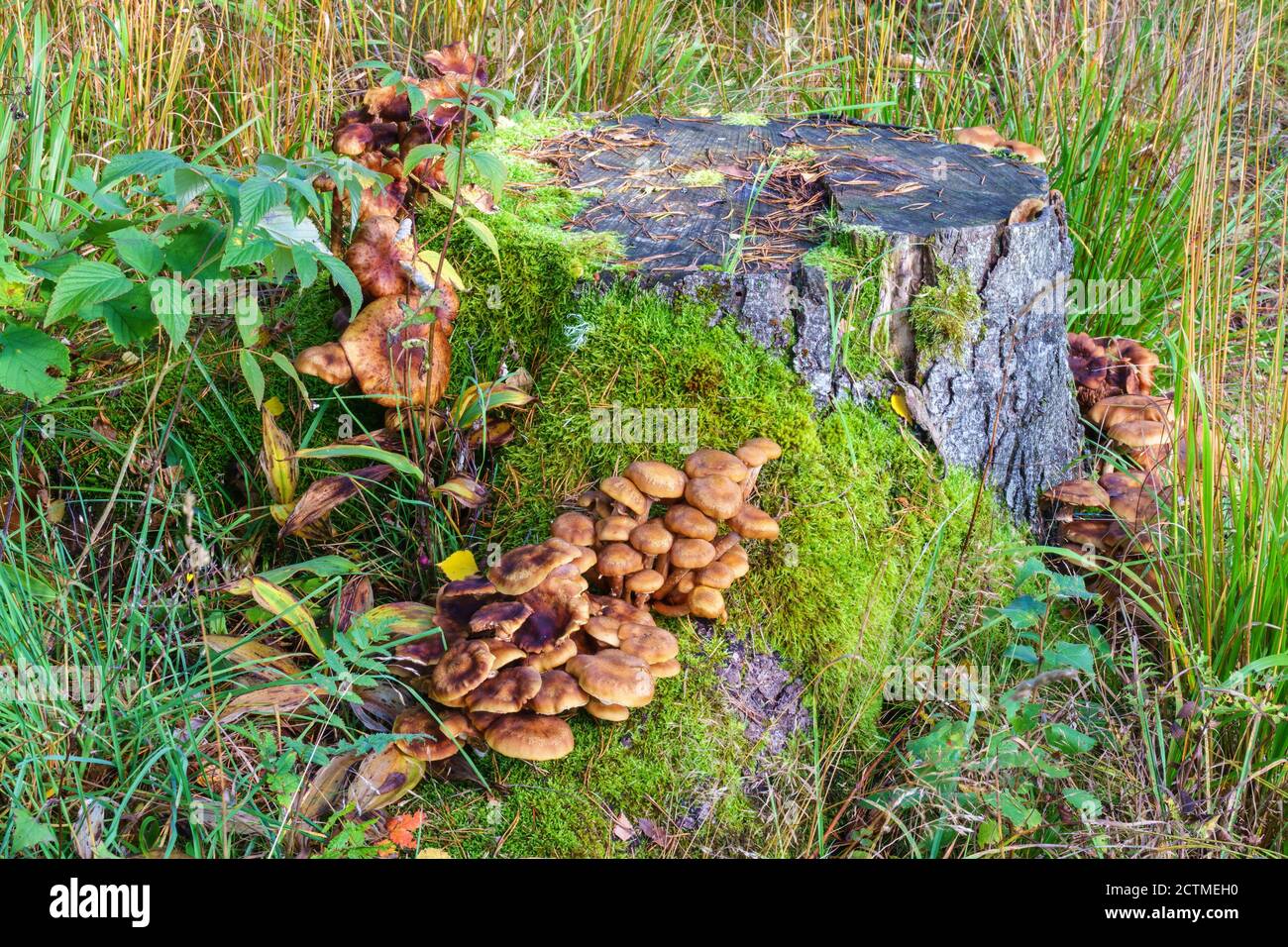 Growing mushrooms on a tree stump Stock Photo