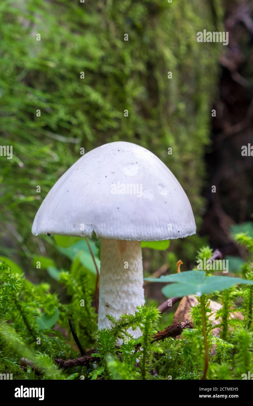 White Destroying angel close up Stock Photo