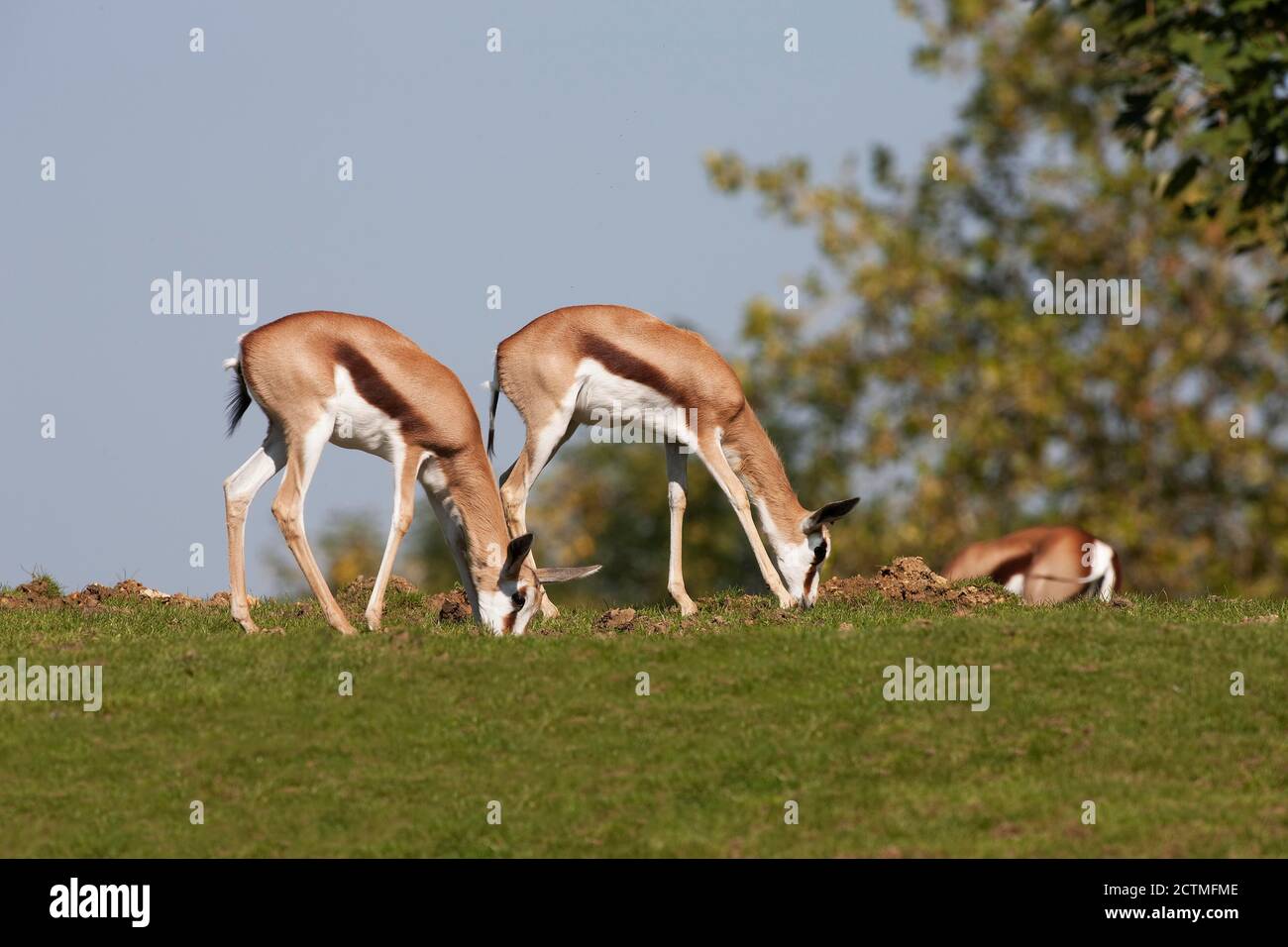 Springbuck Eating Feeding springbok antidorcas marsupialis hi-res stock photography and ...