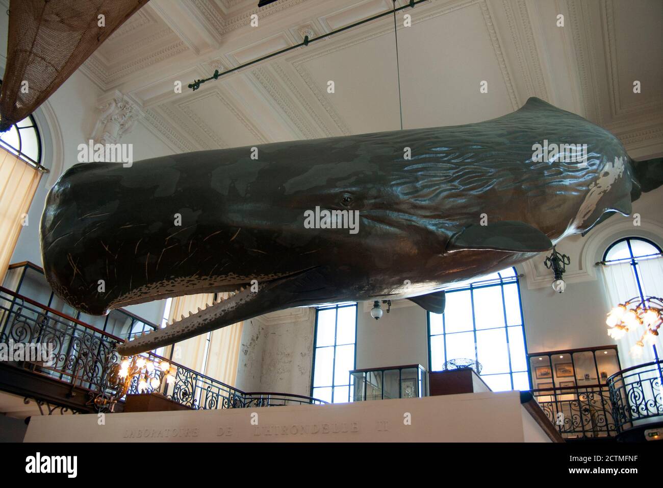 Monaco Oceanographic Museum  Flying whale. A mockup of a sperm whale.  Physeter macrocephalus or cachalot is the largest of the toothed whales. Stock Photo