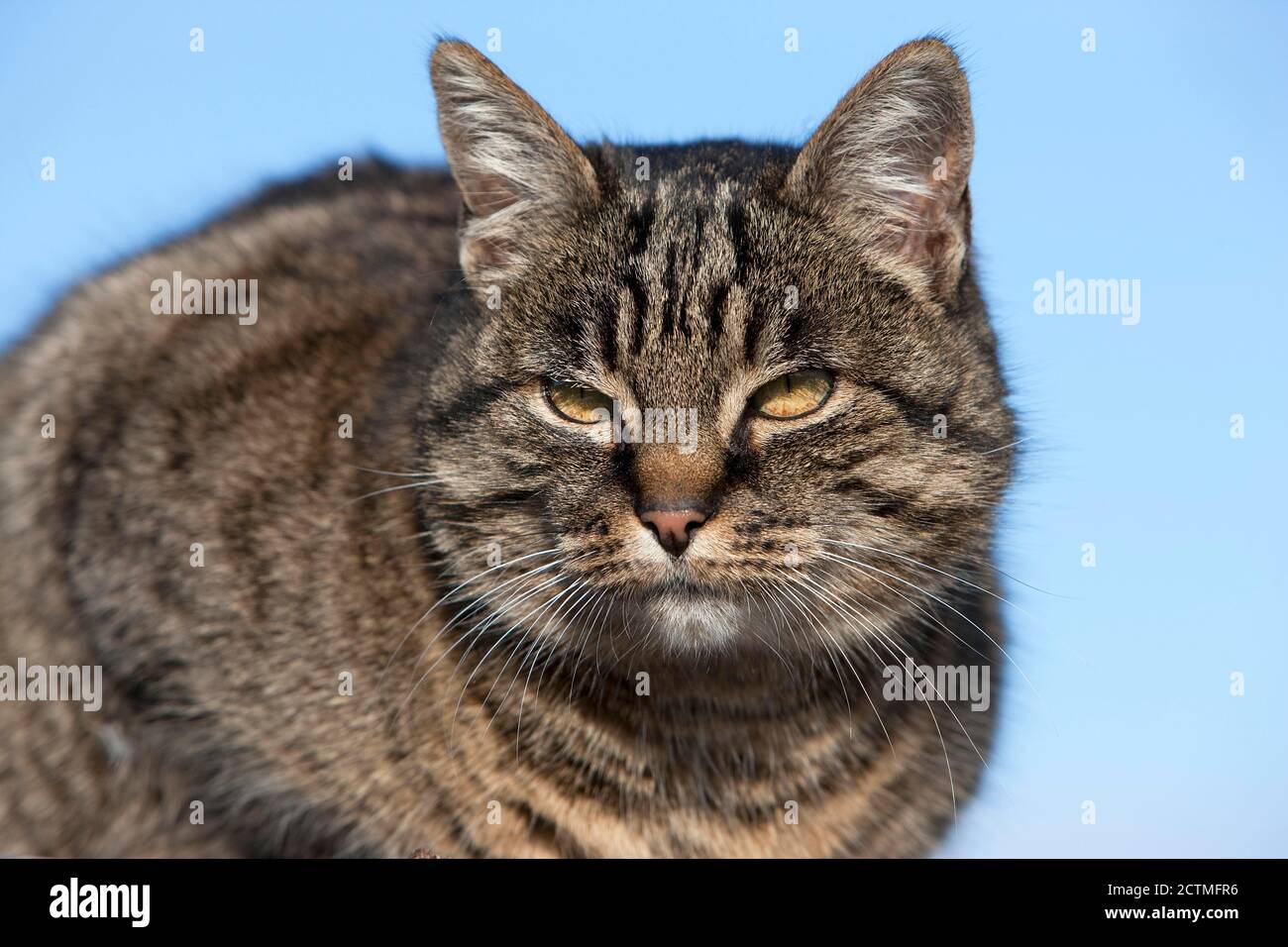 Brown Tabby Domestic Cat, Portrait of Female, Normandy Stock Photo - Alamy