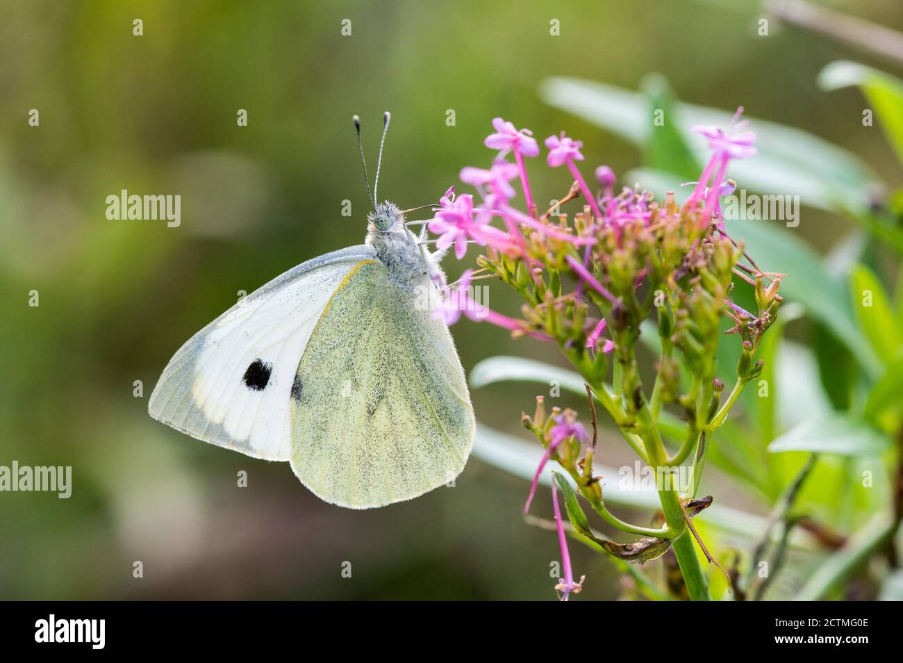 Large White butterfly nectaring on valerian flowers Stock Photo