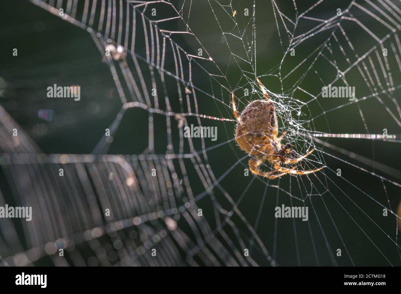 Garden Orb weaver spider enjoying lunch. Stock Photo