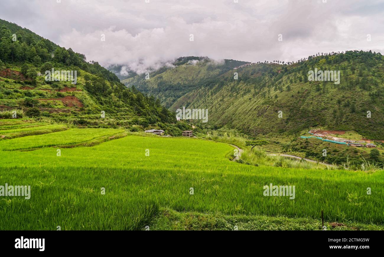 Rice field landscape in Punakha, Bhutan Stock Photo