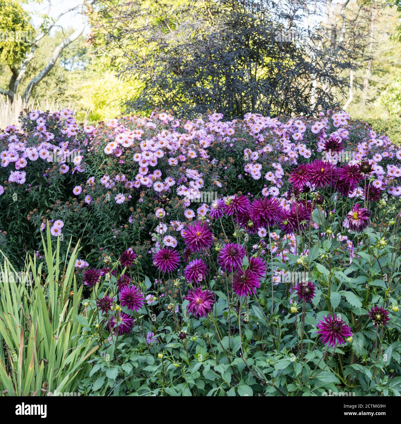 Summer Border Dahlia Aster High Resolution Stock Photography and Images ...