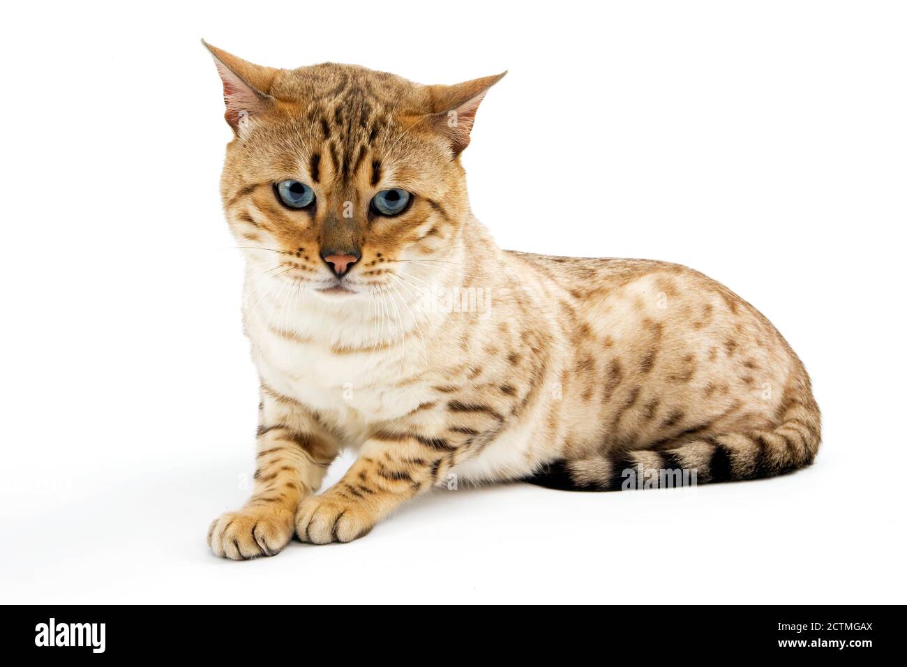 Seal Mink Tabby Bengal Domestic Cat, Male laying against White