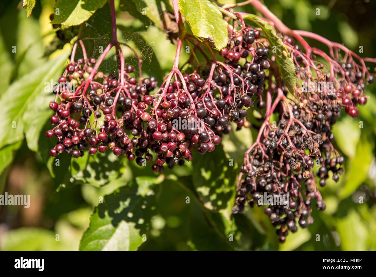 Purple elderflower hires stock photography and images Alamy