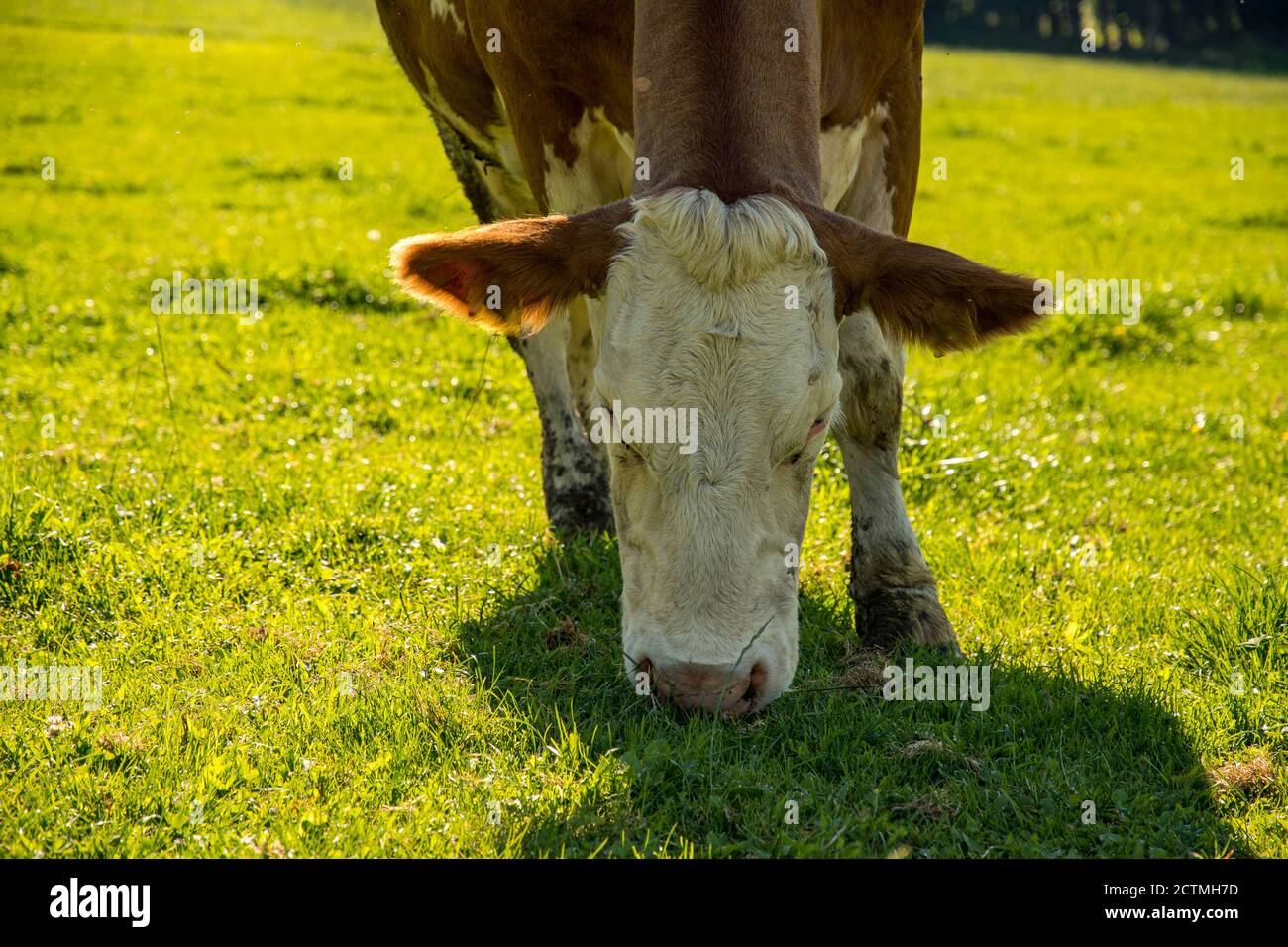Cow stands on the meadow in beautiful sunshine Stock Photo - Alamy