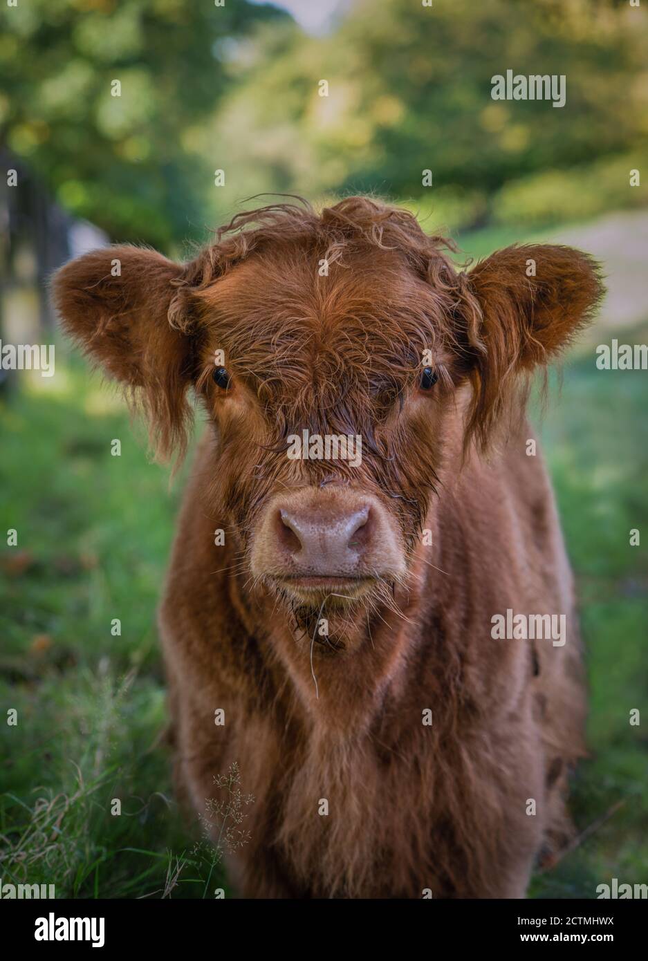 Close Up of a Baby Highland Cow in Pollok Country Park in Glasgow Scotland Stock Photo