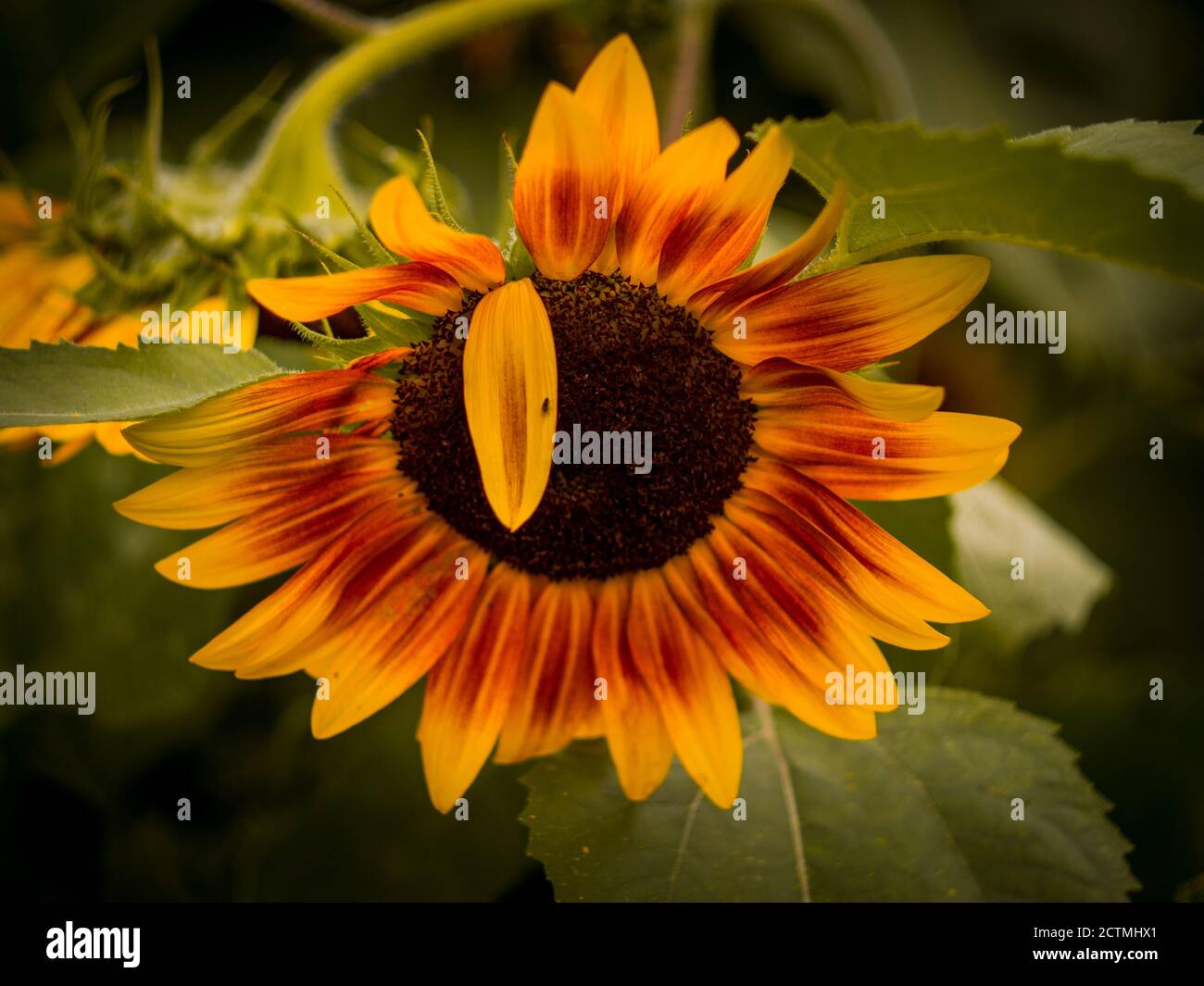 Beautiful colored Sunflower in Botanical garden in Prague, Czech Republic, Europe. Summer vibes slowly move to autumn and flowers change with season. Stock Photo
