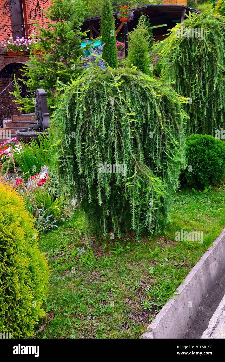 Ornamental coniferous tree weeping larch (Larix decidua Pendula) in garden landscape. Beautiful decorative plant on stam for landscape design of park Stock Photo