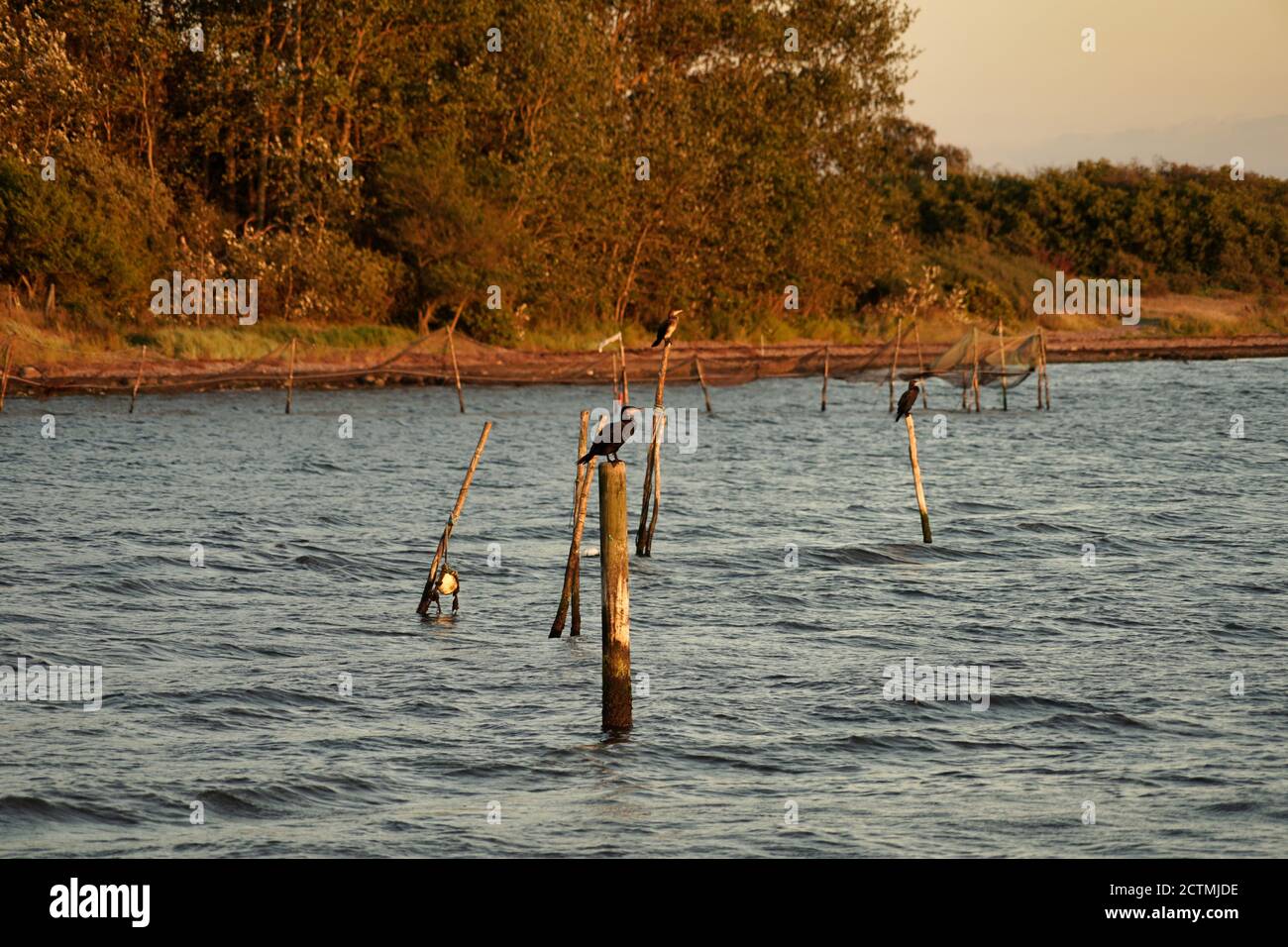 cormorants on stilt, Harbolle Havn, Mon Island, Denmark, shore in  background Stock Photo - Alamy