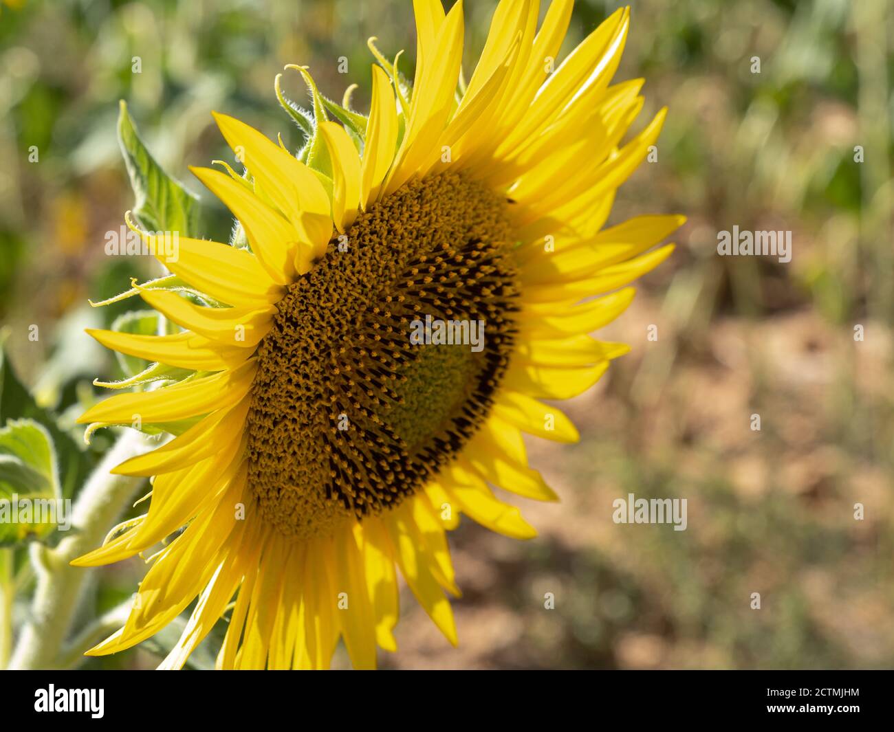 sunflower plantations in the fields of the province of Guadalajara Stock Photo