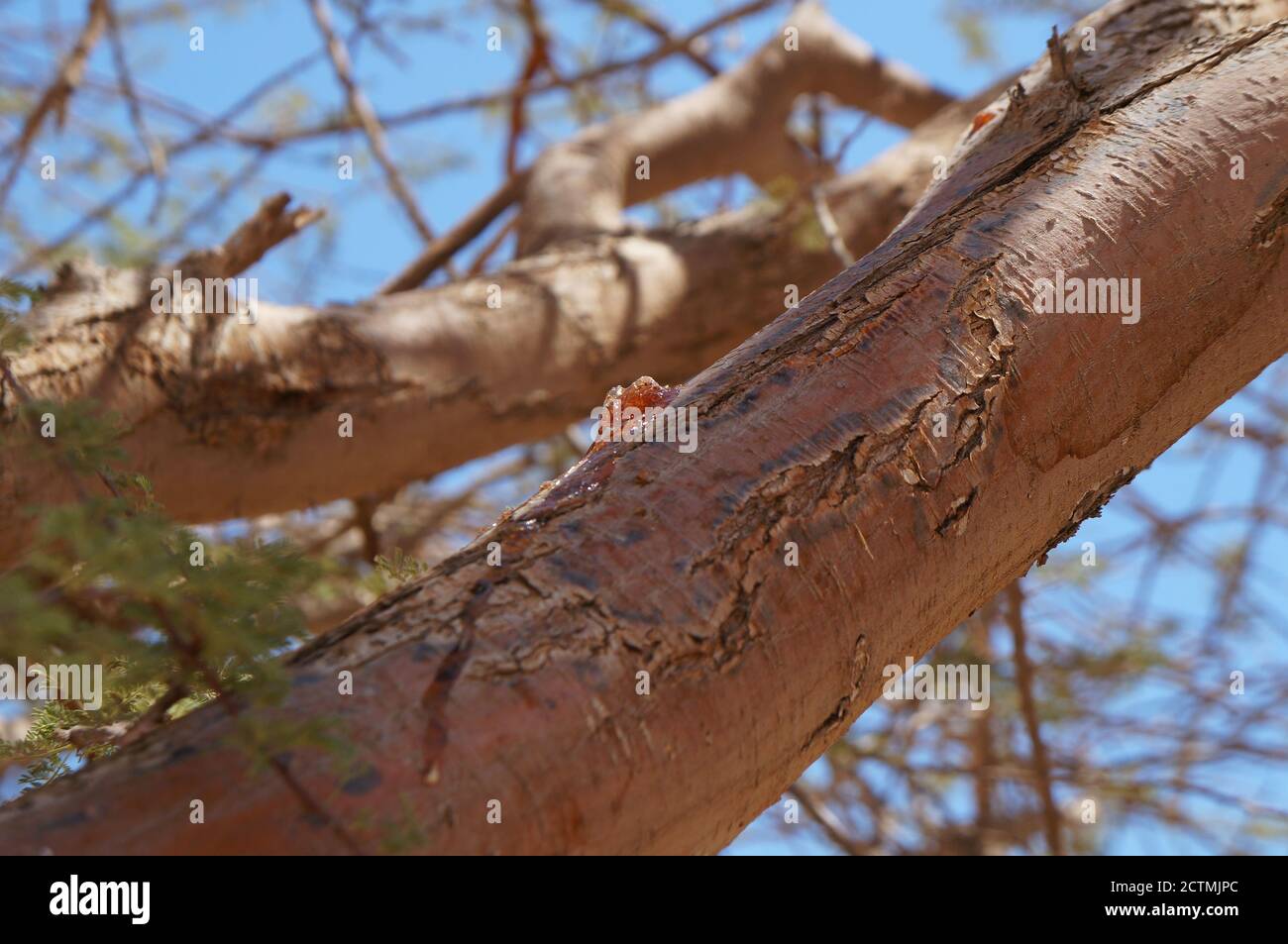 Gum arabic also known as gum sudani on the acacia tree bark Stock Photo