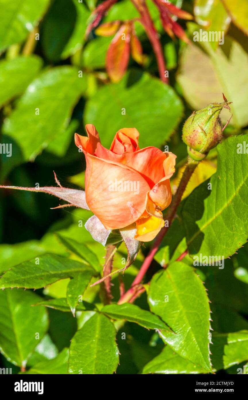 Rosa korberbeni hi-res stock photography and images - Alamy