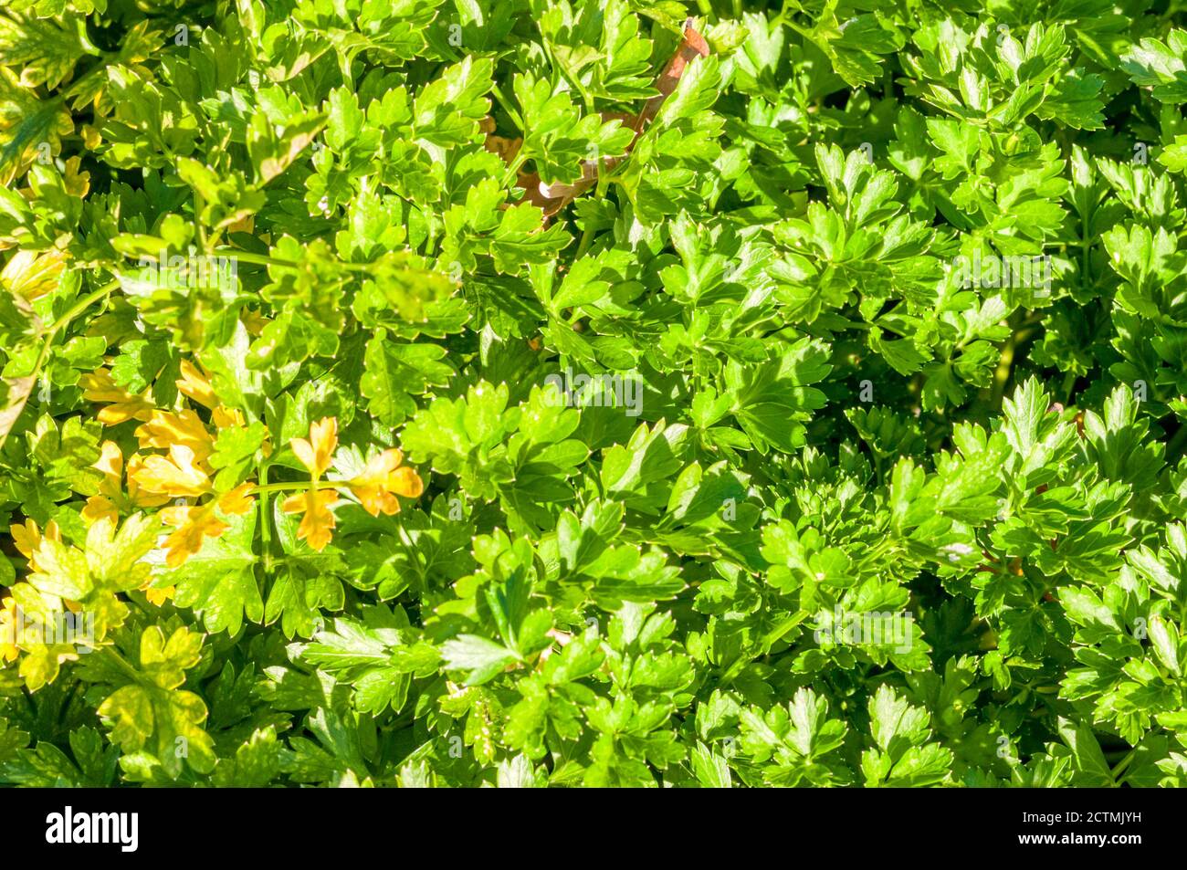 Parsley, Petroselinum crispum, 'Titan' Stock Photo