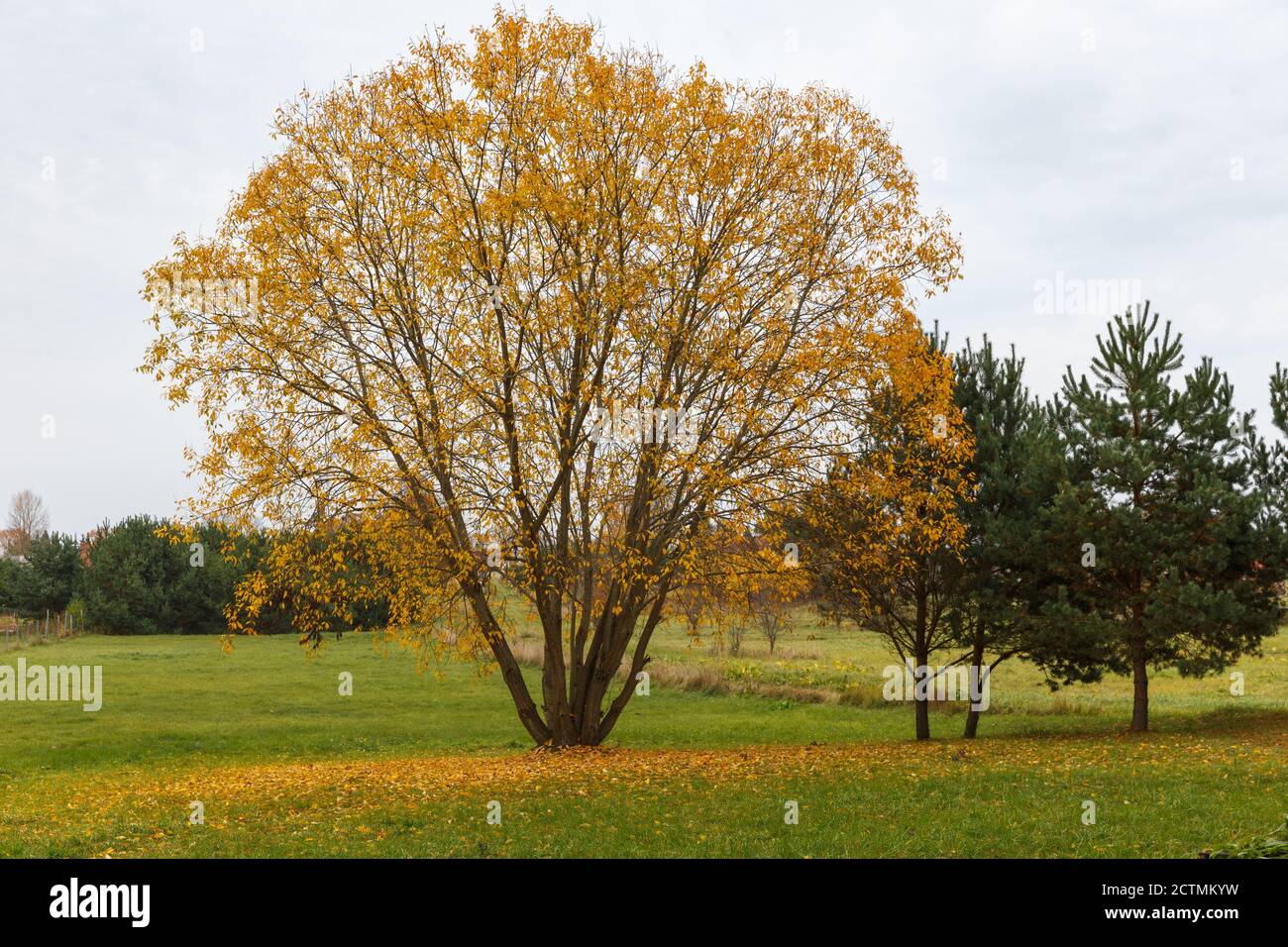 Fall color tree trees red yellow colorful green contrast hi-res stock ...