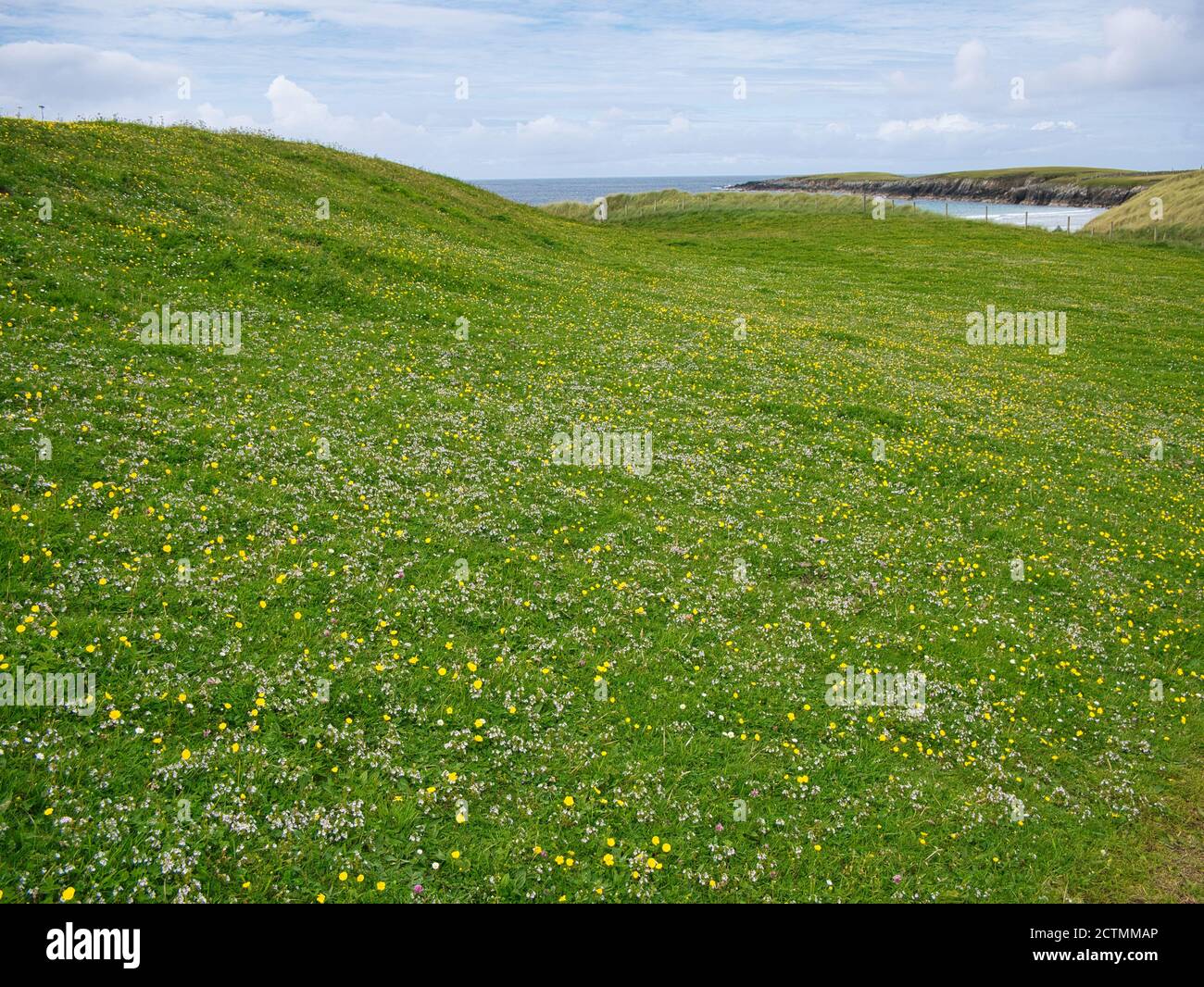 A carpet of wildflowers in summer near Breckon on the island of Yell in Shetland, UK. Stock Photo