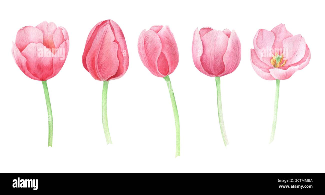 Watercolor spring flowers on the white background. Tulip set Stock ...