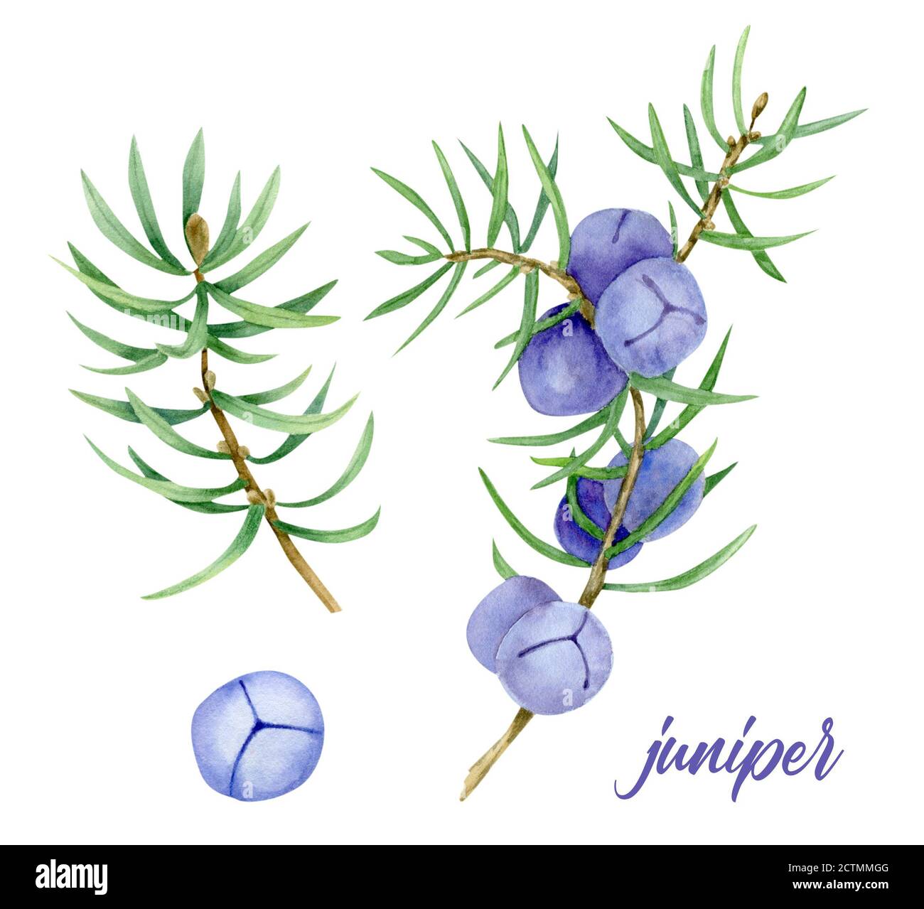Botanical Illustration Juniper High Resolution Stock Photography and ...