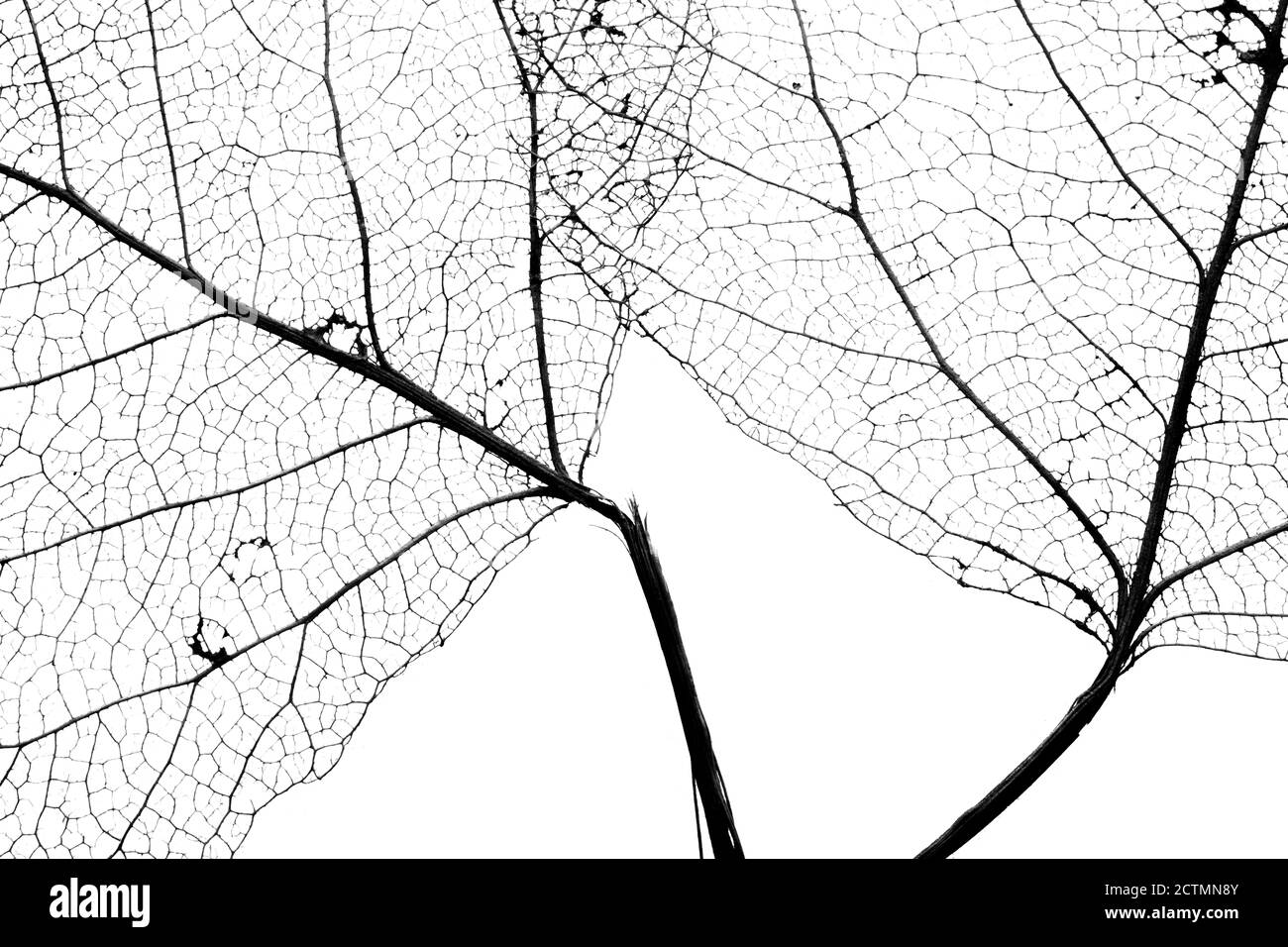 leaf vein texture background abstract Stock Photo