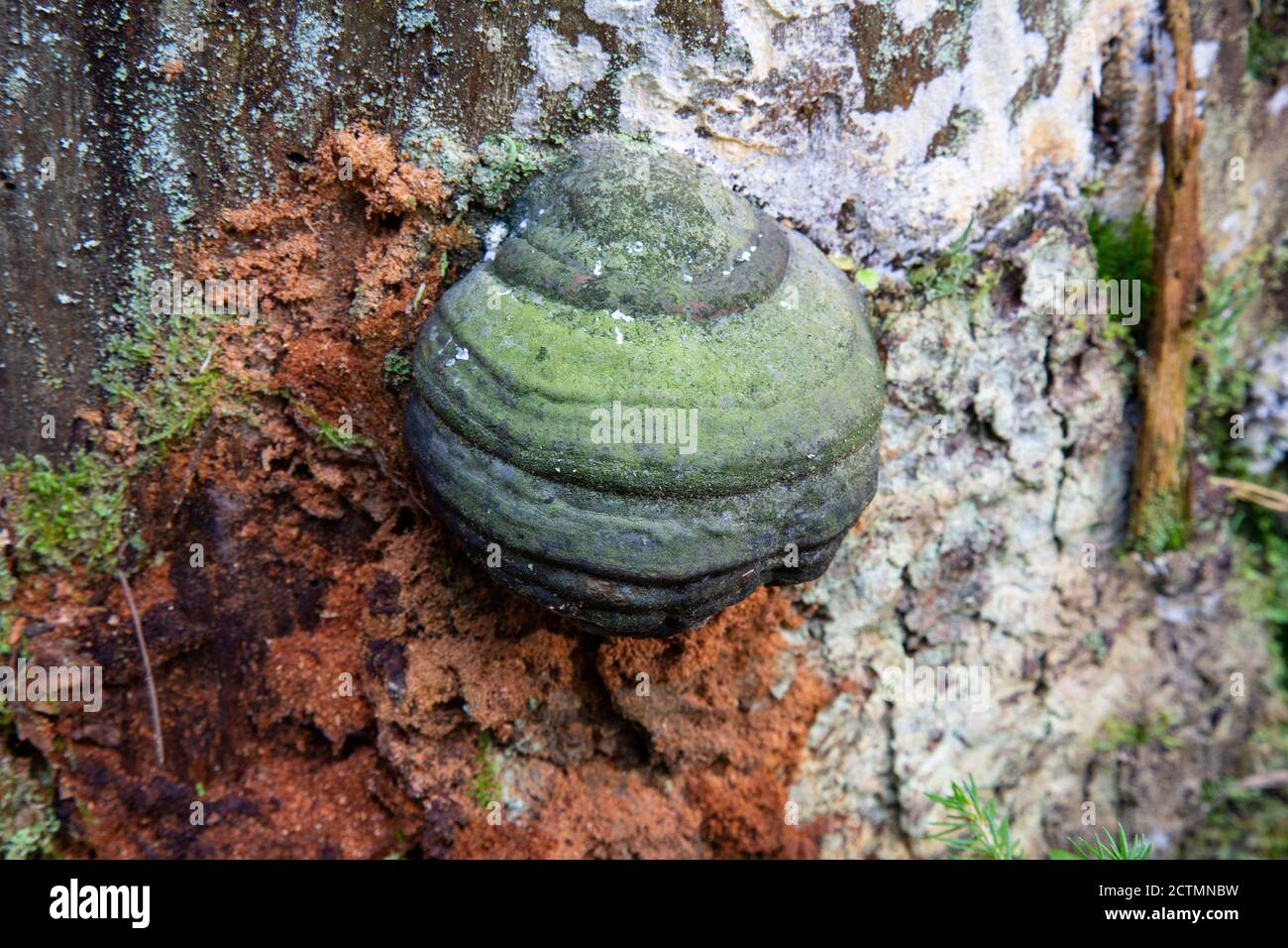 a parasitic fungus on the trunk of a dead tree Stock Photo