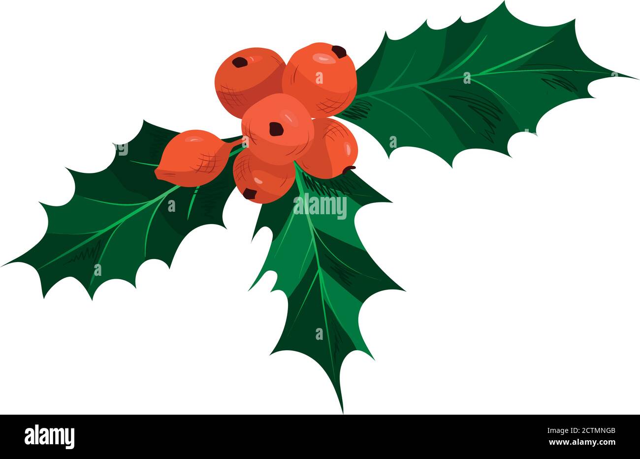 Christmas Holly With Red Berries Stock Vector Image & Art - Alamy