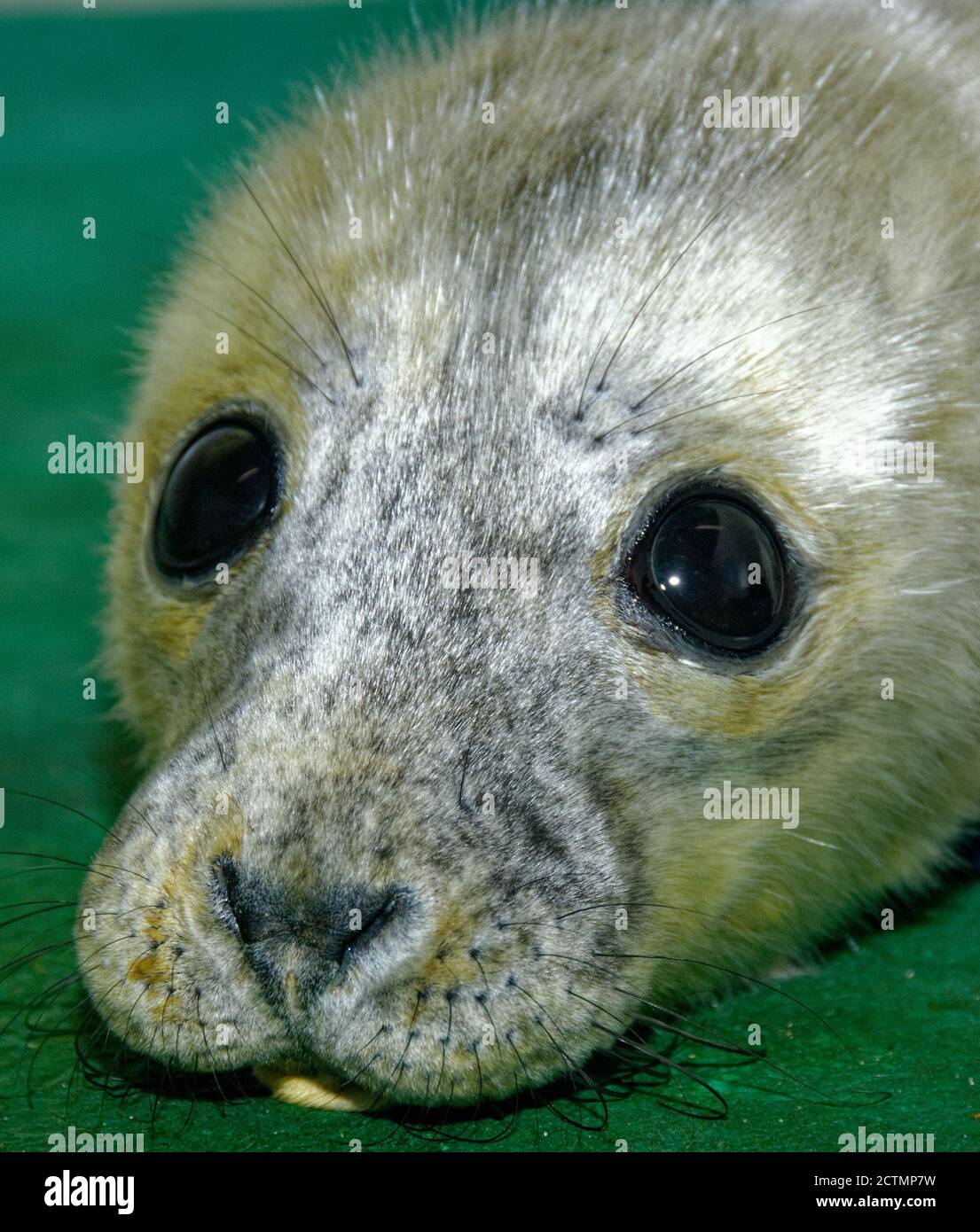 Seal looking back hi-res stock photography and images - Alamy