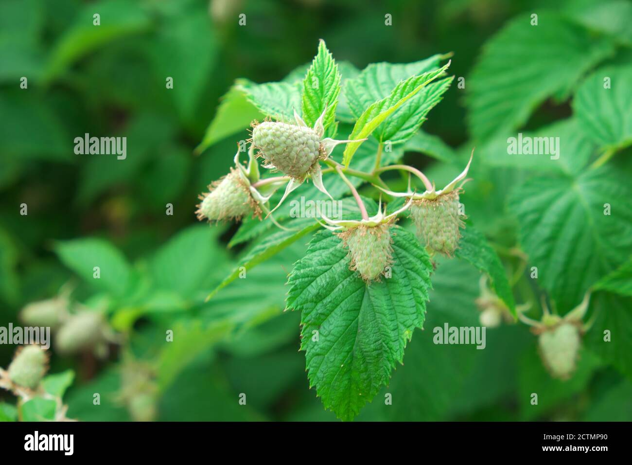 Unripe raspberry berries on a branch. Homegrown berries. Stock Photo