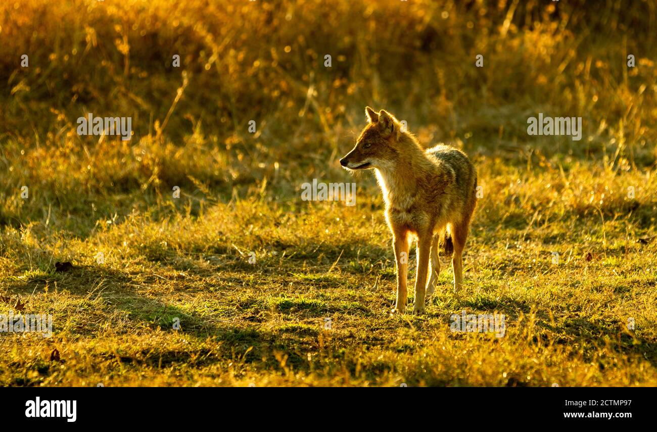 Nature painting or scenery of  Indian jackal (Canis aureus indicus) or Himalayan jackal or Golden jackal in golden hour at forest of central India Pen Stock Photo