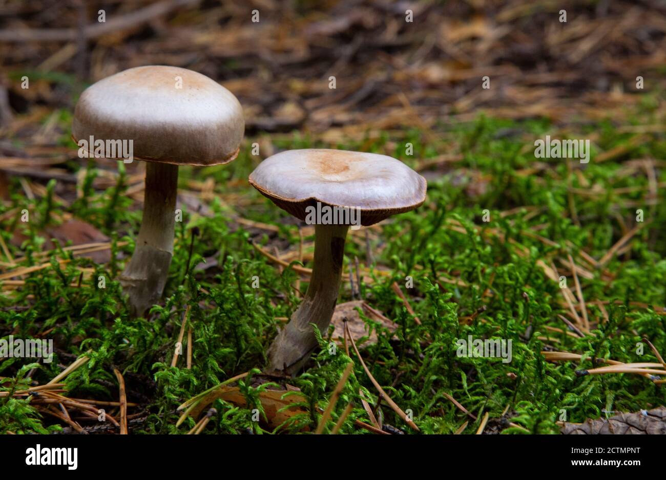 Toadstool, close up of a poisonous mushroom in the forest on green moss ground Stock Photo