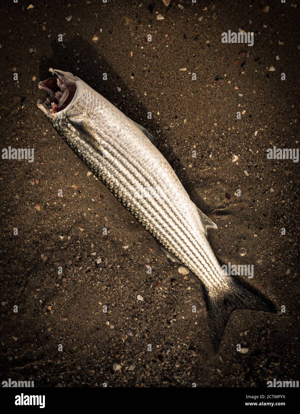 sea fish Mullet without head on beach Stock Photo