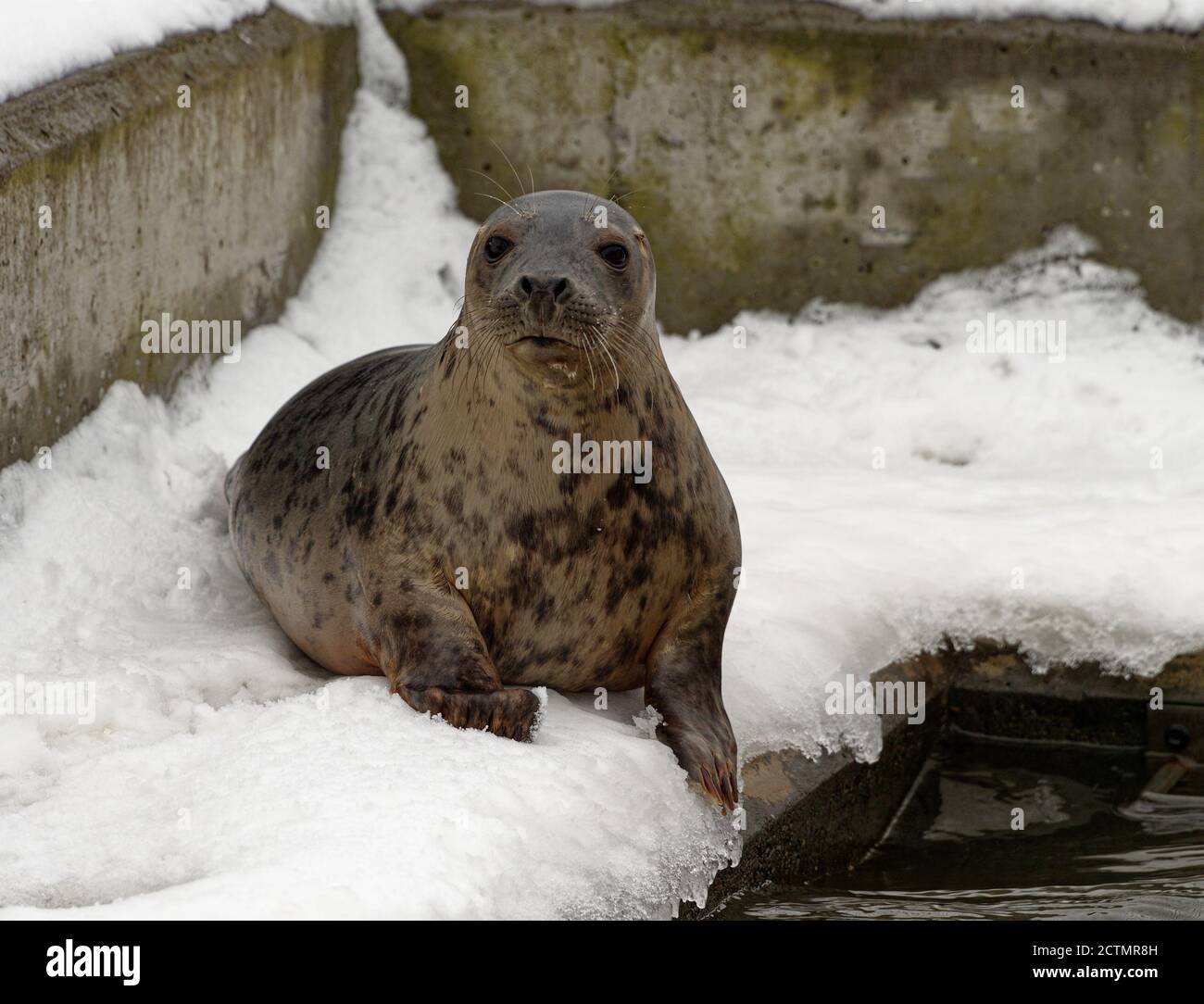 Grey Seal (Halichoerus grypus) Young pup in care during Winter. Stock Photo