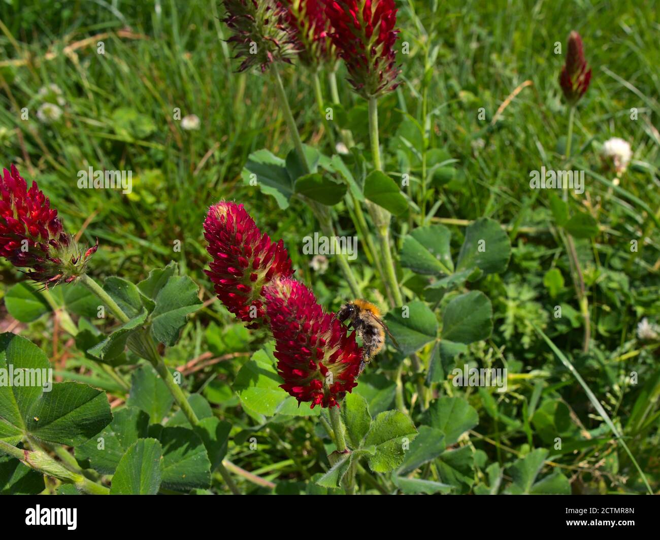 Closeup view of a busy wild bee collecting nectar of red blooming flower / herb crimson clover (also Italian clover, trifolium incarnatum). Stock Photo