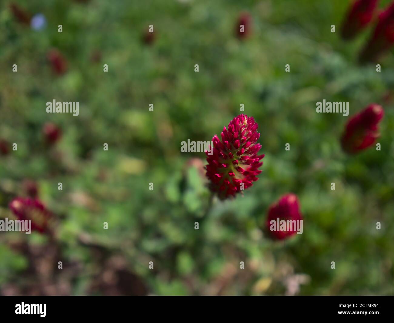 Closeup view of red blooming flower / herb crimson clover (also Italian clover, trifolium incarnatum) on a meadow. Stock Photo