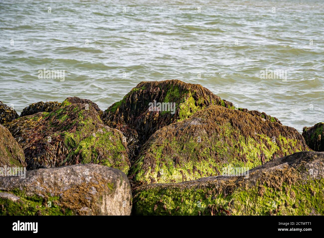 Coastal rocks covered with bladderwrack, Fucus vesiculosus, and Blidingia minima green seaweed Stock Photo
