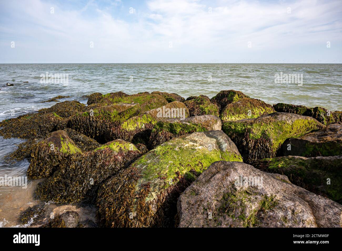 Coastal rocks covered with bladderwrack, Fucus vesiculosus, and Blidingia minima green seaweed Stock Photo