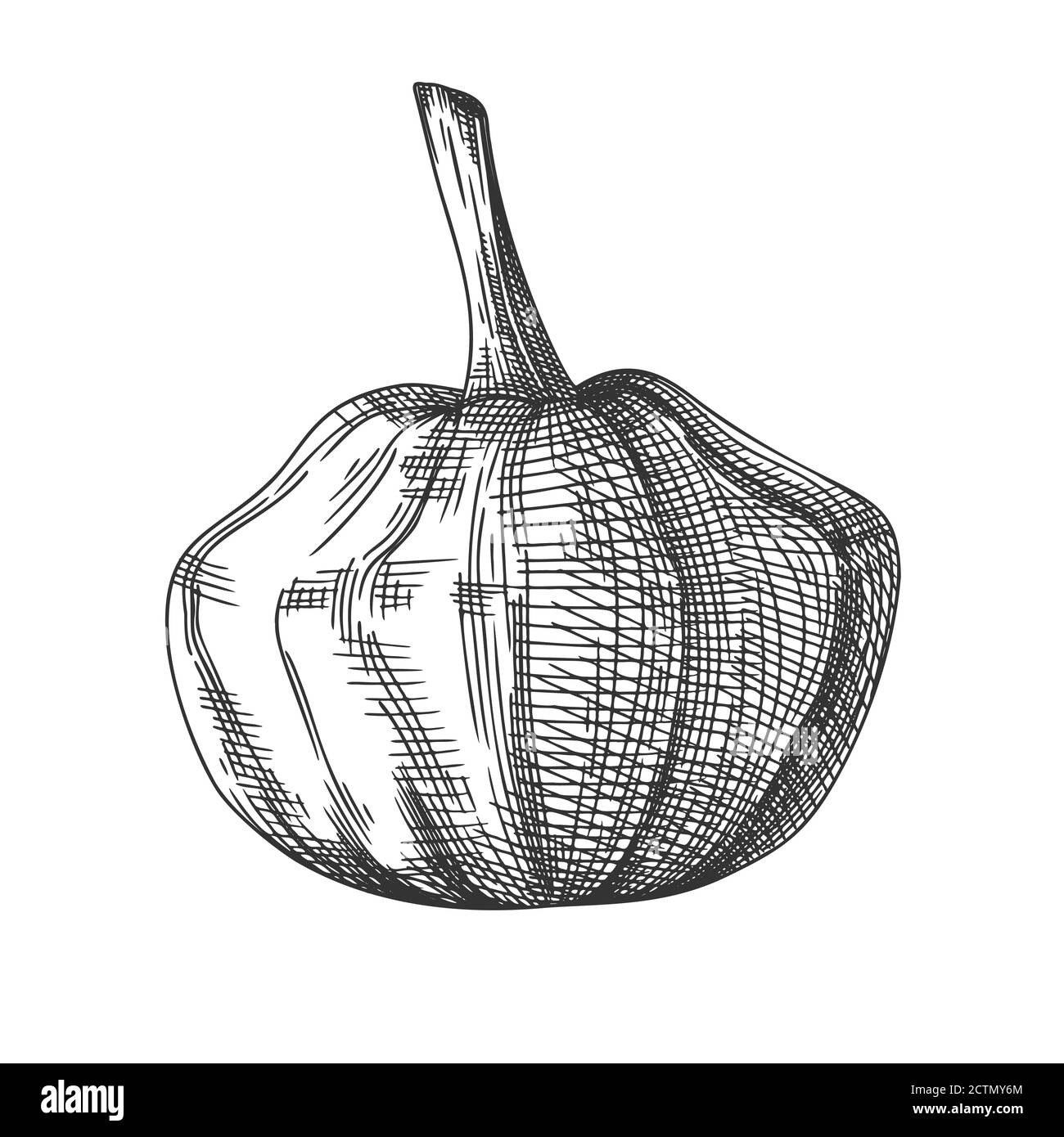 Hand drawn pumpkin isolated on white background. Vector illustration of ...