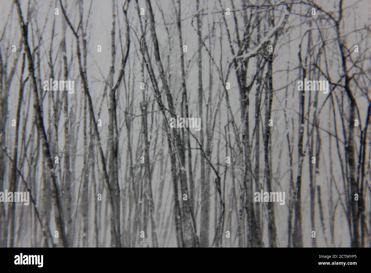 Fine 1970s vintage black and white photography of trees growing in the ...