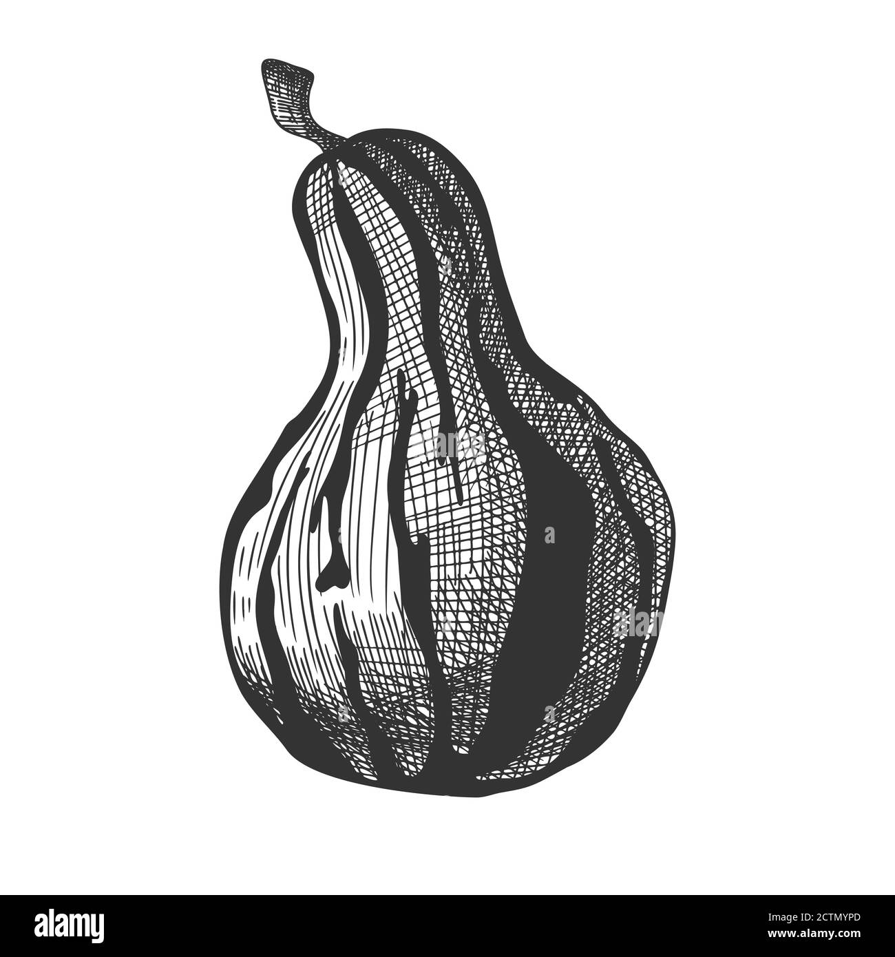 Hand drawn pumpkin isolated on white background. Vector illustration of ...