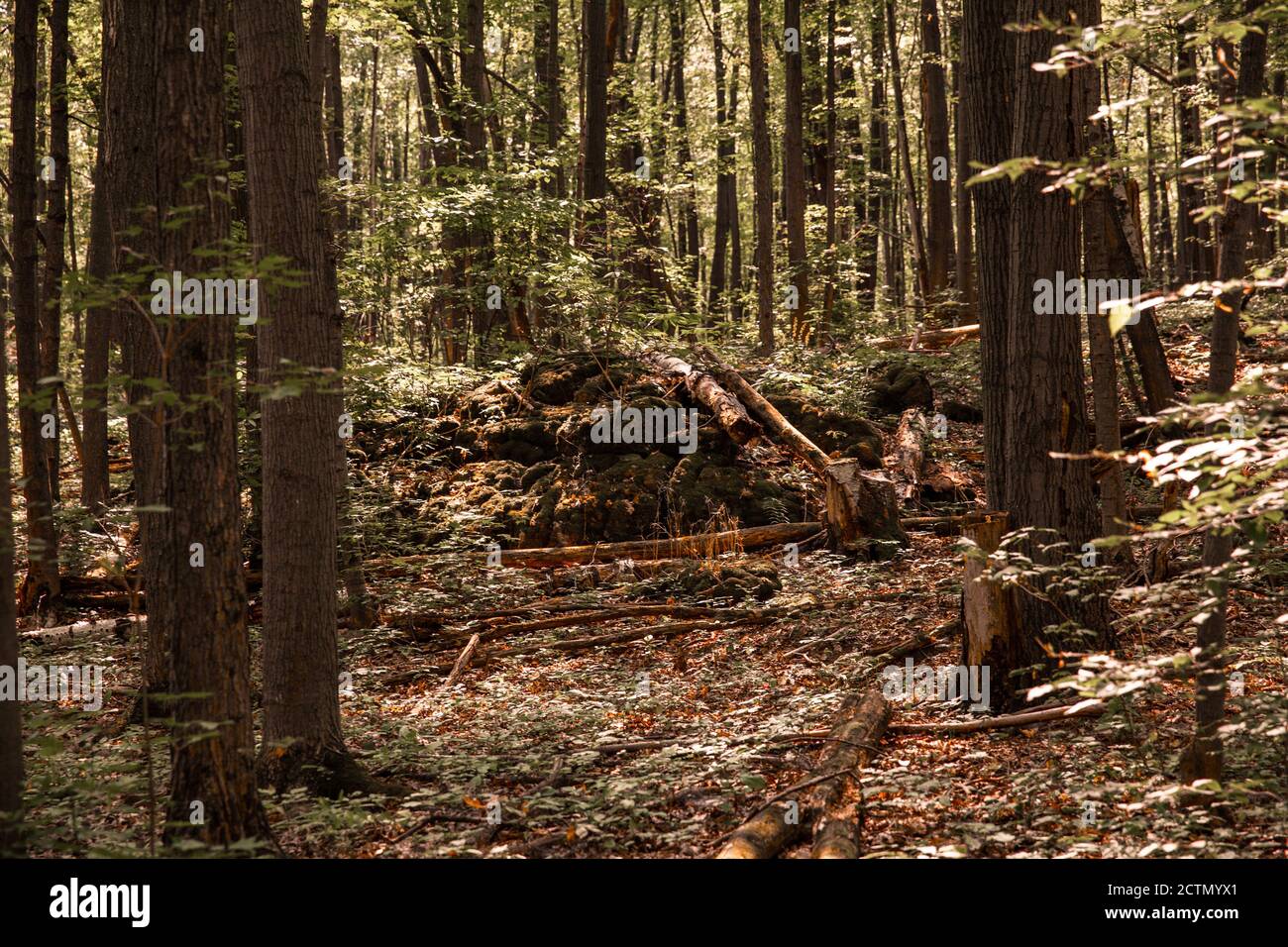 Closeup shot trees plants hi-res stock photography and images - Alamy