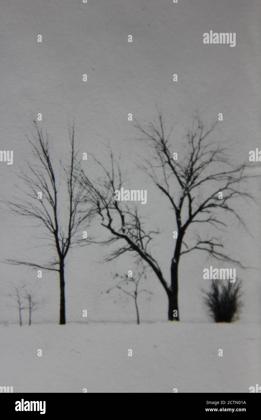 Fine 1970s vintage black and white photography of trees growing in the ...