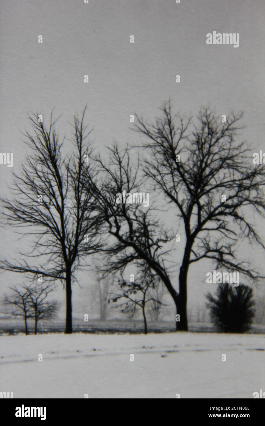 Fine 1970s vintage black and white photography of trees growing in the ...