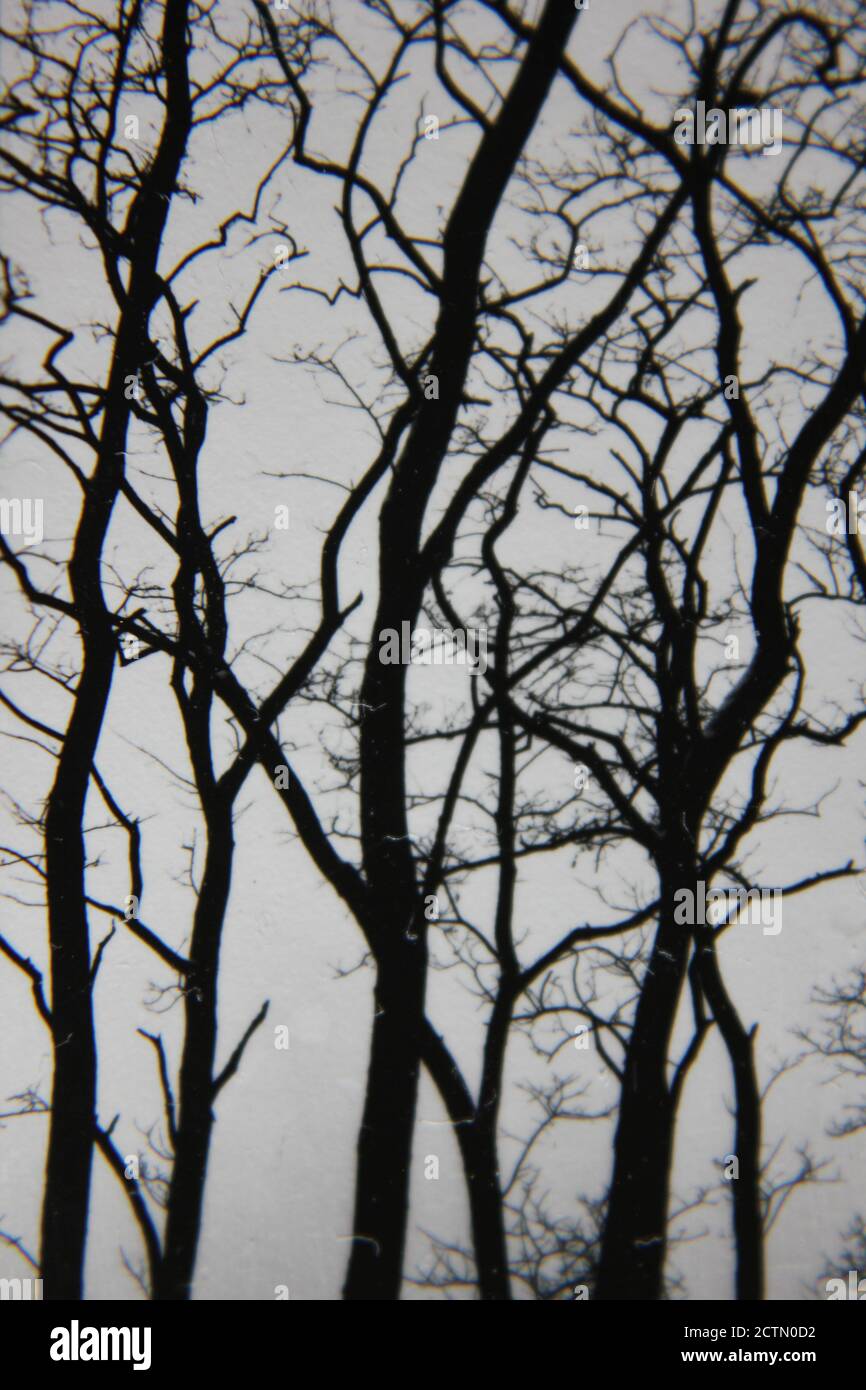 Fine 1970s vintage black and white photography of trees growing in the ...