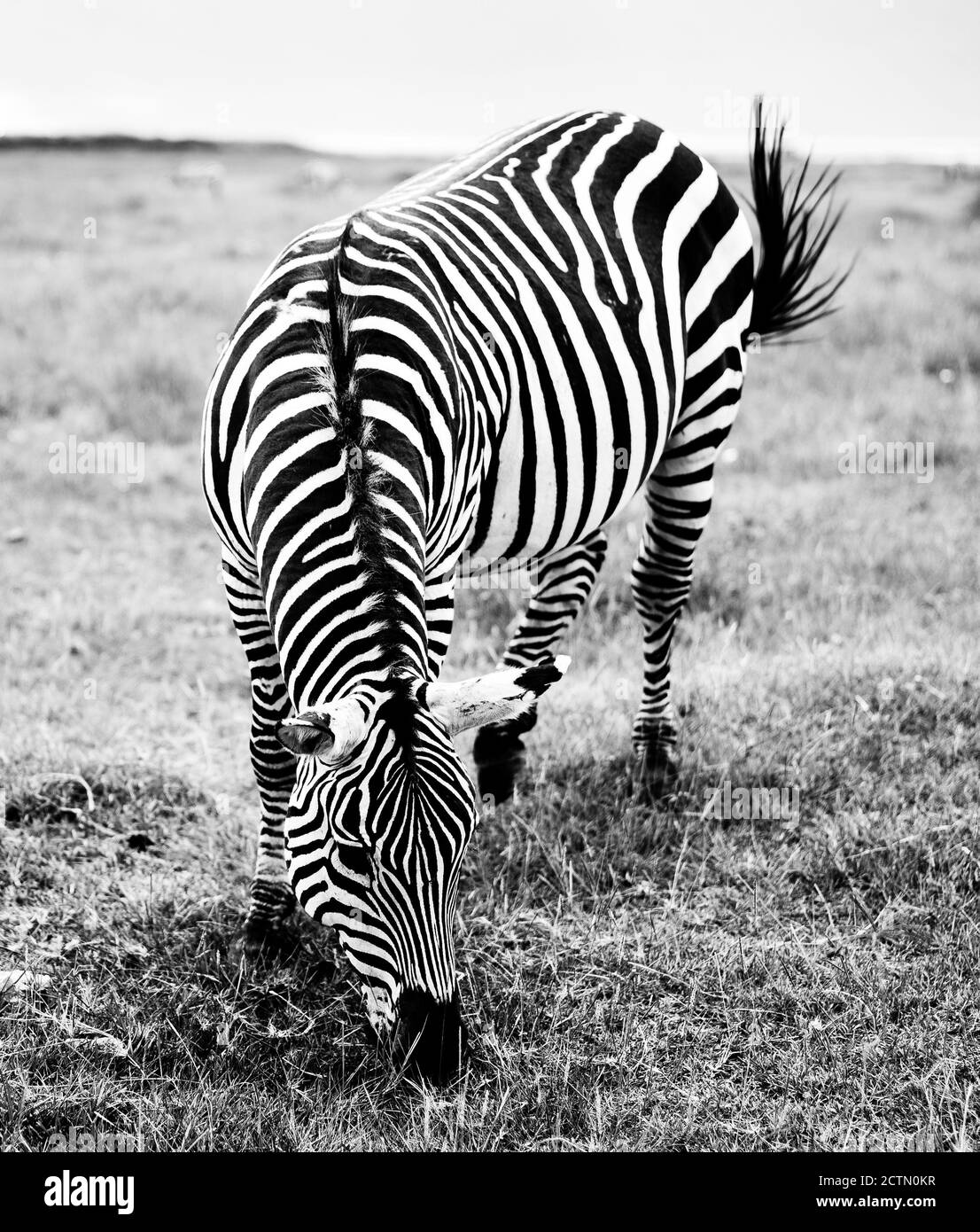 Living with wildlife Black and White Stock Photos & Images - Alamy