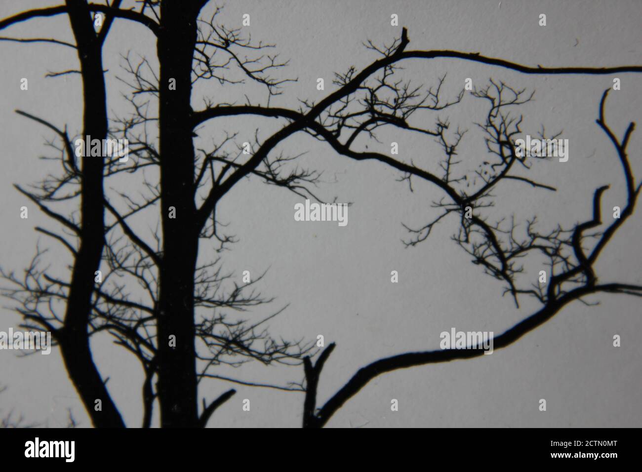 Fine 1970s vintage black and white photography of trees growing in the ...