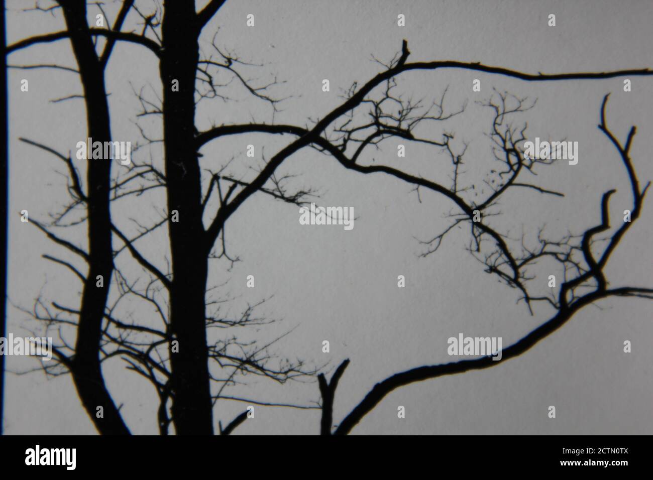 Fine 1970s vintage black and white photography of trees growing in the ...